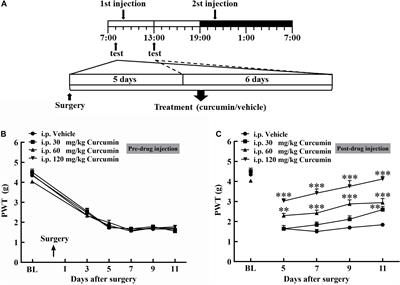 Curcumin Exerts Antinociceptive Effects in Cancer-Induced Bone Pain via an Endogenous Opioid Mechanism